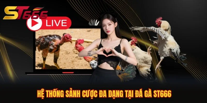 Hệ thống sảnh cược đa dạng tại đá gà ST666