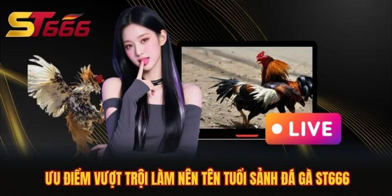 Ưu điểm vượt trội làm nên tên tuổi sảnh đá gà ST666